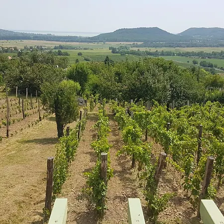 Grand Cru 4 Vendeghaz Hegymagas